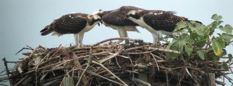 osprey nest